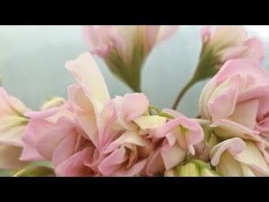 ПОСЛЕДНИЕ СОРТА ПЕЛАРГОНИИ В КОЛЛЕКЦИЮ ПРИБЫЛИ // ПЕЛАРГОНИЯ АЙСЕДОРА ДУНКАН ПОЧЕМУ ТАК ДОРОГО?