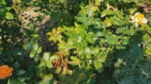 Роза Эльдорадо обзор сорта