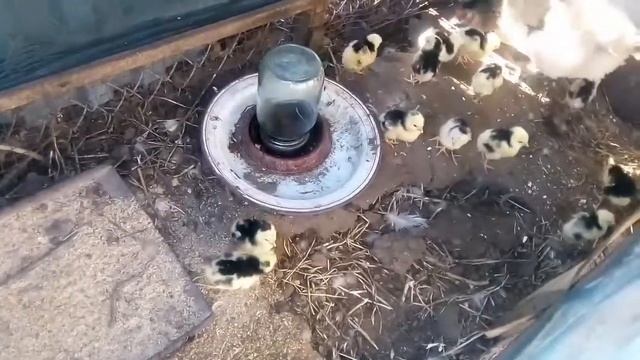 Пушкинские цыплята смотреть онлайн