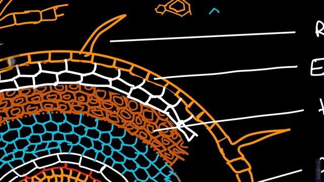 Selaginella (Anatomy of Root)-8 смотреть онлайн
