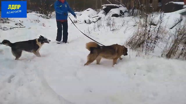 Поход в приют для животных 