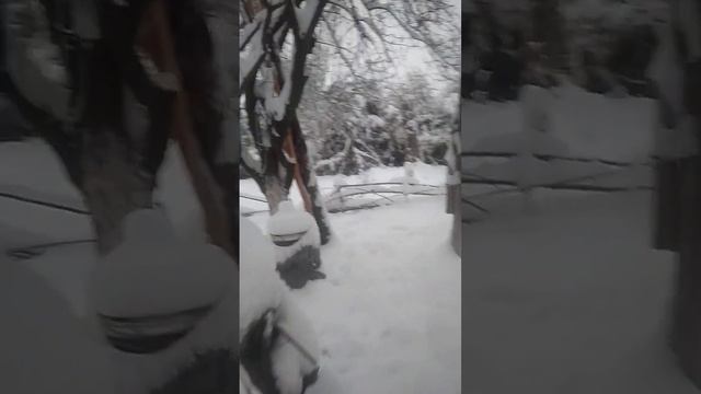 Собаки очень любят зимнее время года 2015 смотреть онлайн