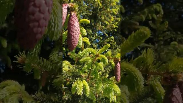 шишки смотреть онлайн