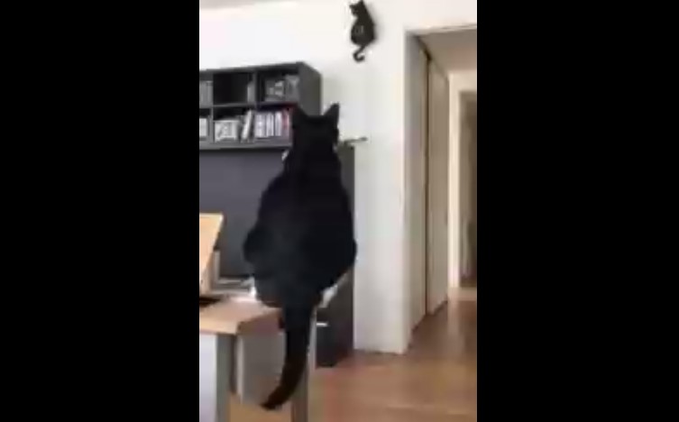 Кошачий гипноз смотреть онлайн