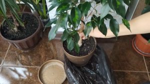 Фикус Бенджамина Денилайт. Весення обрезка и пересадка. Все тонкости ухода за Фикусами