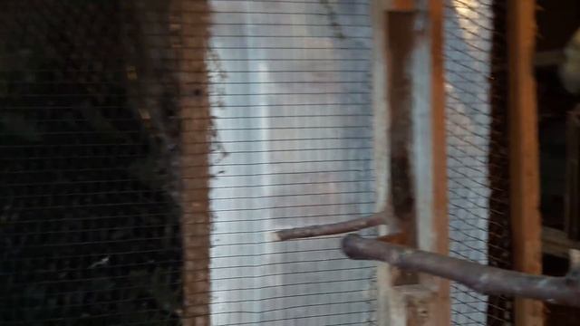 зимовка корелл смотреть онлайн