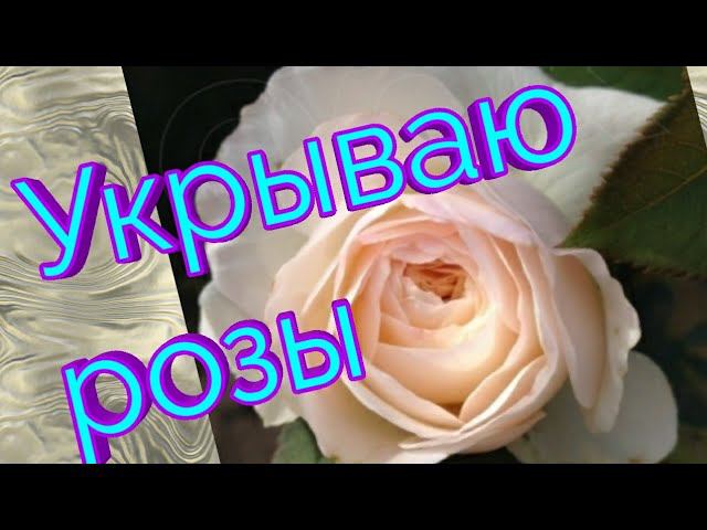 Пора закрывать розы ,Покажу черенки голубой ели. смотреть онлайн