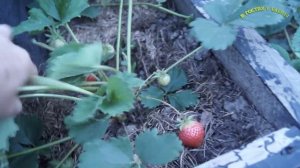 УРОЖАЙ КЛУБНИКИ НА ТРЕХЪЯРУСНОЙ  ГРЯДКЕ .НОВЫЕ СОРТА,  АНАБЛАНКА, МАКСИМ,  ЕЛИЗАВЕТА, АНАНАСОВАЯ,