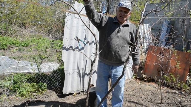 ЗИЗИФУС. УНАБИ. Ускорение вегетации. Посадка и выращивание смотреть онлайн