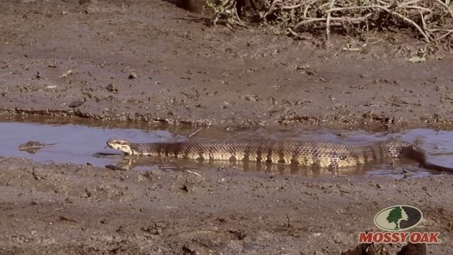 World's Largest Cottonmouth Snake - Mossy Oak смотреть онлайн