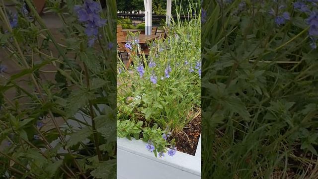 майские цветы у Даниловского рынка/May flowers near Danilovsky market Moscow #spring2023 #shorts смотреть онлайн