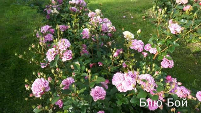 Краткий видео обзор розы Блю Бой (Флорибунда) - Blue Boy (Interplant Нидерланды, 2001) смотреть онлайн