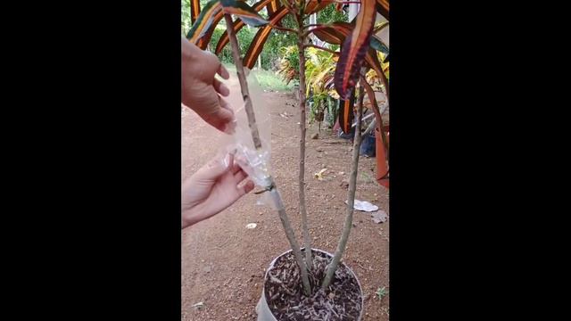 3. Simple Way on How to Marcot a Croton Plant смотреть онлайн