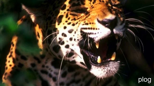 релаксация и медитация смотреть онлайн