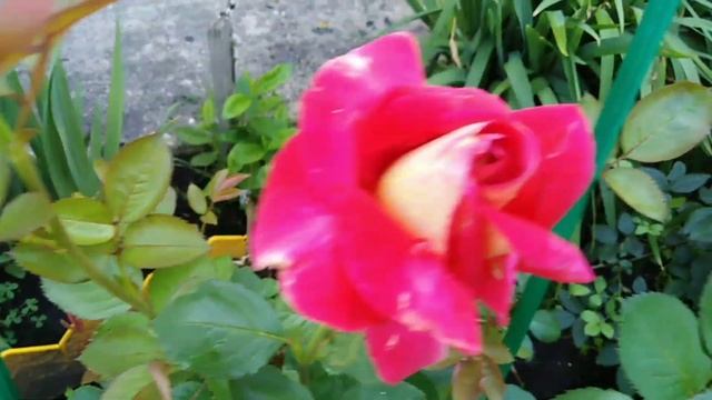 Роза, выращивание на Урале без укрытия. смотреть онлайн