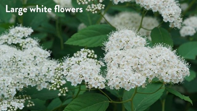30 seconds with Proven Winners® Spiraea Double Play® Blue Kazoo (EU) смотреть онлайн