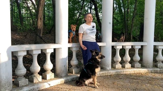 Что случилось, Усы? Собака — животное паразит? смотреть онлайн
