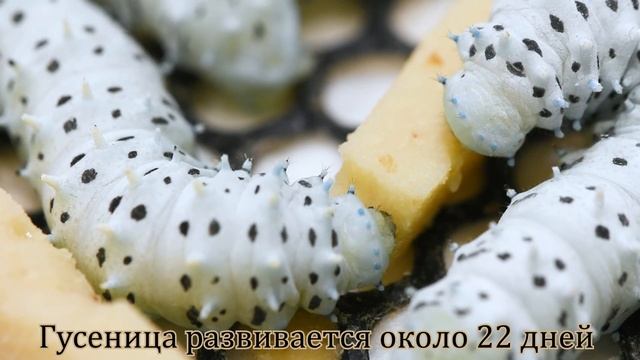 Айлантовый шелкопряд: от гусеницы до бабочки. смотреть онлайн