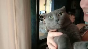 Кот ругается - Кот разговаривает. Смешное видео.