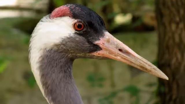 Птицы Крыма