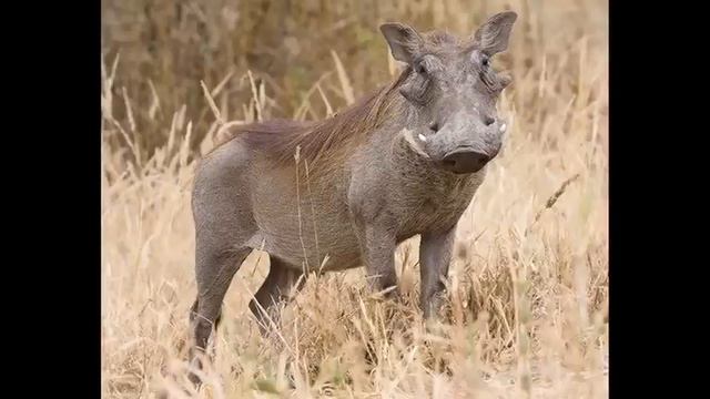 Самые странные и ПРИЧУДЛИВЫЕ животные планеты смотреть онлайн