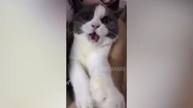 Я РЖАЛ ЦЕЛЫЙ ЧАС СМЕШНЫЕ ЖИВОТНЫЕ ТЕСТ НА ПСИХИКУ ПОПРОБУЙ НЕ ЗАСМЕЯТЬСЯ ЛУЧШИЕ ПРИКОЛЫ смотреть онлайн