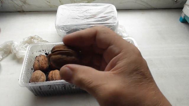 ГРЕЦКИЙ ОРЕХ только один пророс из 10 ти смотреть онлайн