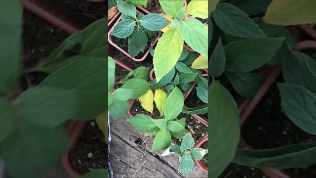 Привожу маточники м.гортензии ?в порядок перед зимовкой ❄️ смотреть онлайн