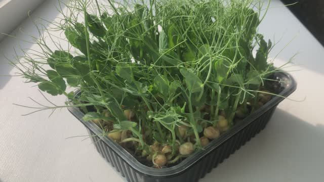 Выращивание микрозелени. Микрозелень горох Мадрас #microgreen #trending #recommended #meal #rutube смотреть онлайн