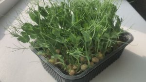 Выращивание микрозелени. Микрозелень горох Мадрас #microgreen #trending #recommended #meal #rutube