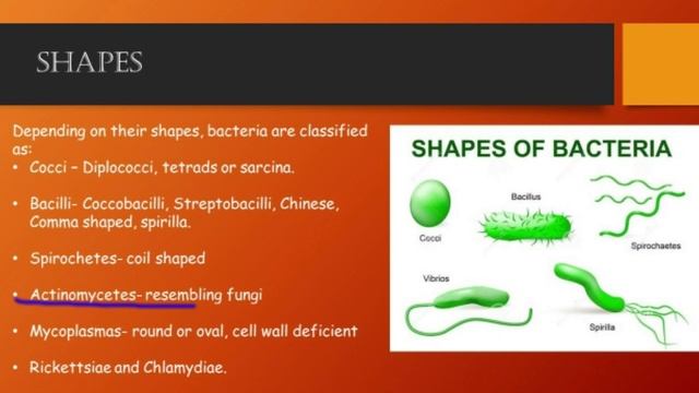 Bacteria।। Morphology of Bacteria।। Part -1 смотреть онлайн