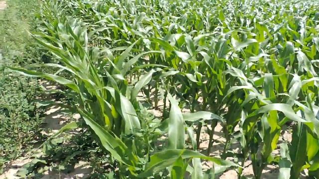 Действие гербицида Кордус® Плюс в посевах кукурузы в Польше смотреть онлайн