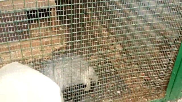 В зоопарке скучно. Играет сам с собой. смотреть онлайн