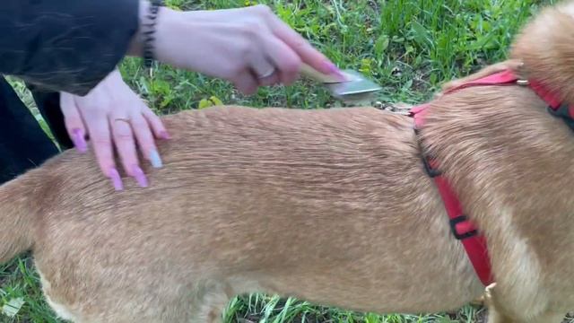 влог: поездка в приют для собак смотреть онлайн