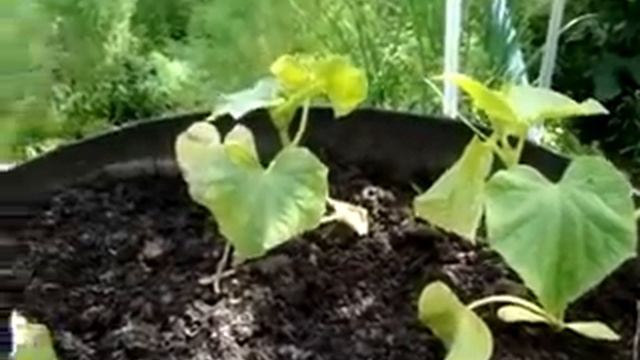 Выращивание огурцов на компосте смотреть онлайн