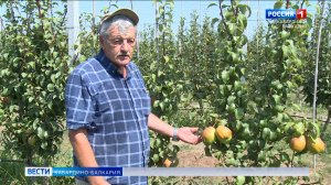 Фермер из Прохладненского района выводит новые сорта груши