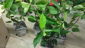 Посылка с гортензиями из питомника "Анабель".