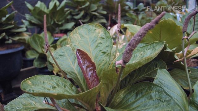 INDONESIAN RED DRAGON: The Most Exotic Anthurium Jenmanii From Indonesia