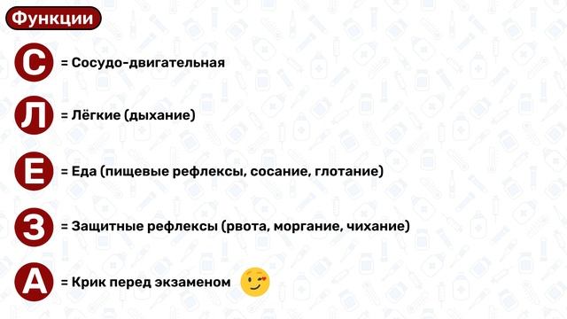 Продолговатый мозг анатомия: строение продолговатого мозга, ядра продолговатого мозга строение мозг смотреть онлайн