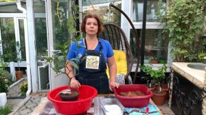 Наращивание корней в кокосовом субстрате