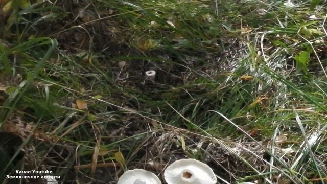 ГРИБЫ 2019 Г ГРУЗДЬ СУХОЙ ОЧЕНЬ МНОГО ГРИБОВ смотреть онлайн