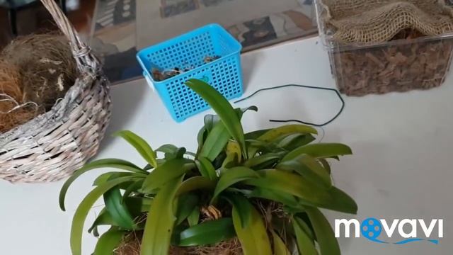 Бульбофиллум на блок. смотреть онлайн