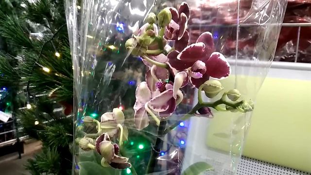 Орхидеи в Леруа (и др. цветы) 30.11.18. смотреть онлайн