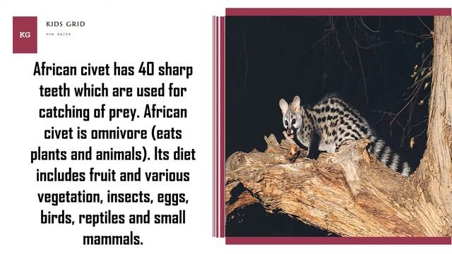 African Civet facts Amazing facts of African Civet baby pet cat смотреть онлайн