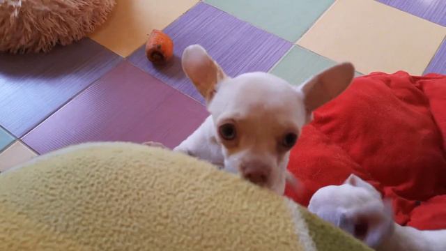 ясли чихуахуа Кастропуло Крым Симферополь, купить щенка в Крыму chihuahua Kastropulo love, sale смотреть онлайн