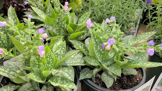 Pulmonaria 'Twinkle Toes' (Lungwort) // Shade Perennial, Small Blue/Pink flowers & Spotted Foliage смотреть онлайн