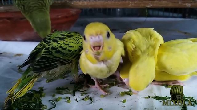 волнистые попугаи #4 видео слушать пение волнистых попугаев смотреть онлайн