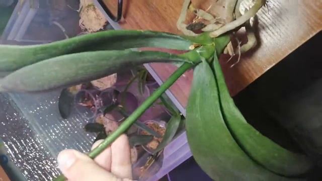 Привожу в порядок фаленопсис дикий дикий кот смотреть онлайн