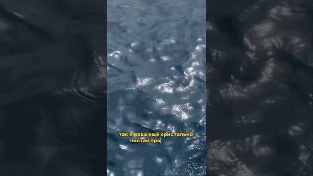 Как вам такой факт? 🤔 #барселона #испания #жизньвиспании #spain #swimming #іспанія #жизньвевропе смотреть онлайн