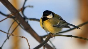 Голоса птиц (Пение большой синицы) | (3 Минуты)